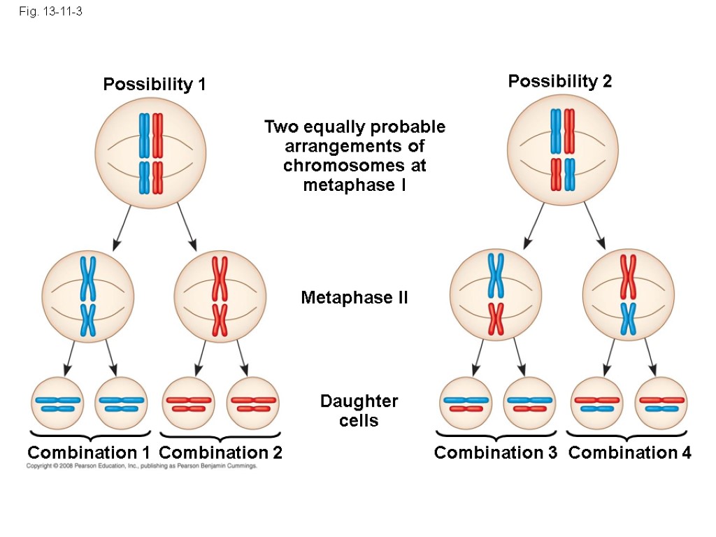 Fig. 13-11-3 Possibility 1 Possibility 2 Two equally probable arrangements of chromosomes at metaphase